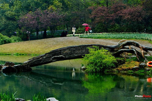 杭州太子湾公园郁金香现场实拍，一睹春日盛景