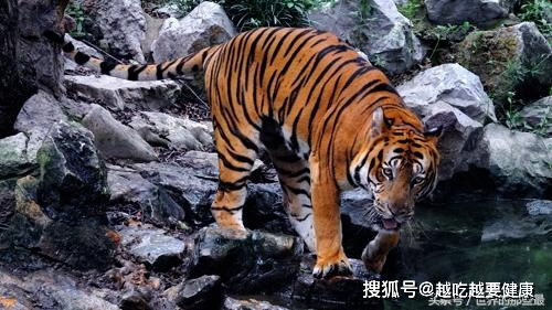 阵容深度对比解析