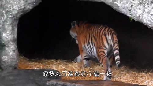 一、球队基因解码：铁血防守VS跑轰风暴