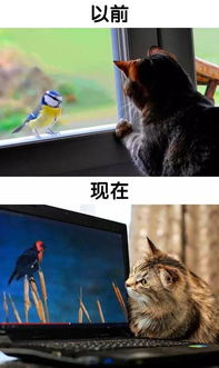 动物预测赛事的历史溯源