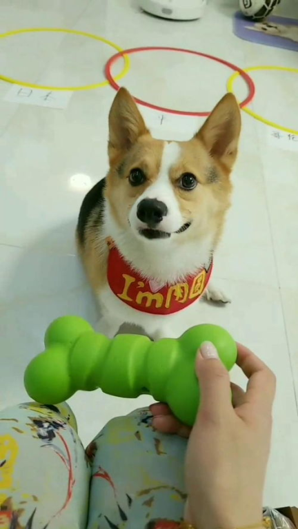 萌宠预测犬的起源与发展