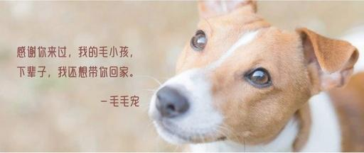 一、了解宠物安葬的重要性
