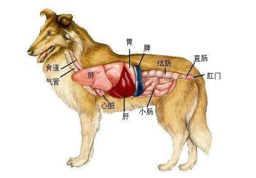 一、宠物吞食异物的常见原因
