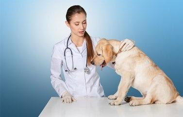 一、深圳宠物骨科服务的现状
