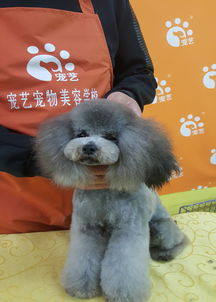 一、郑州宠物美容行业现状
