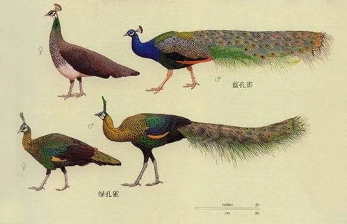 一、认识宠物蝙蝠的基本特性