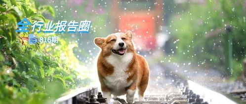 一、宠物租赁市场的兴起