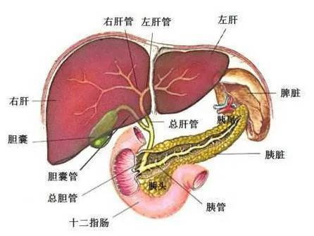一、宠物尿路结石的成因