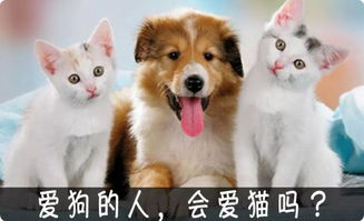一、宠物营养产品的重要性