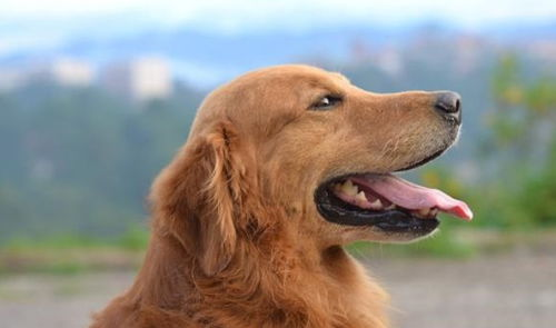 一、了解宠物犬的食量需求