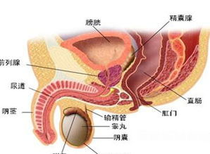 一、宠物尿路感染的常见症状