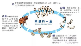 一、了解跳蚤的生命周期与习性
