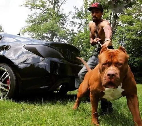 一、比特犬的独特外貌