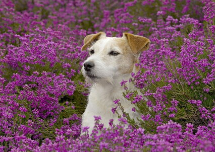 一、了解宠物犬项圈的重要性