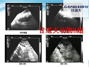 一、宠物B超培训的重要性