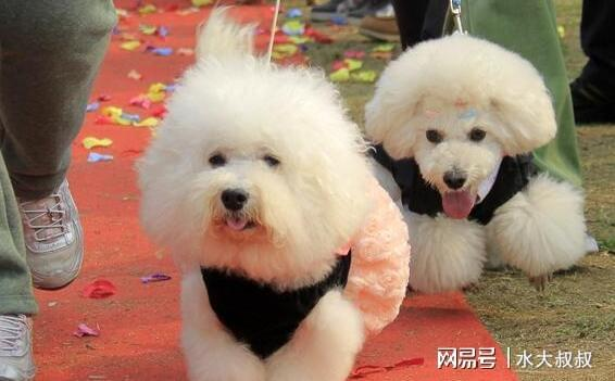 一、宠物犬证的重要性
