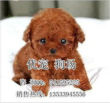 一、挑选贵妇犬的要点