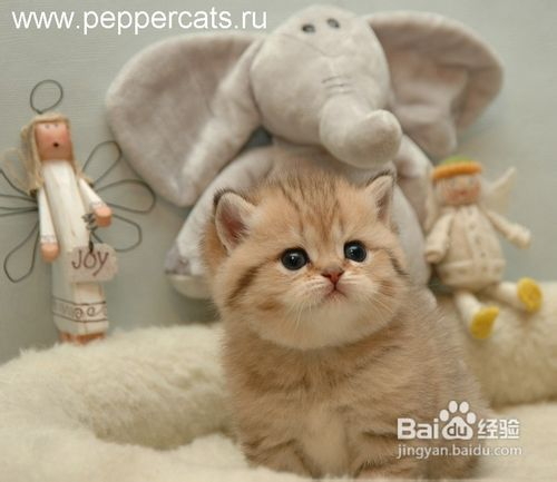 一、松江宠物猫的挑选与适应