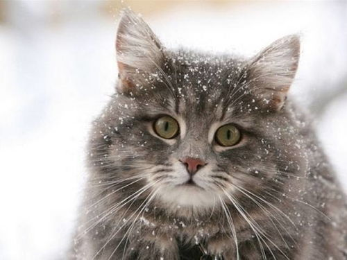 一、双猫图片拍摄技巧