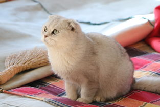 一、宠物猫App的核心功能