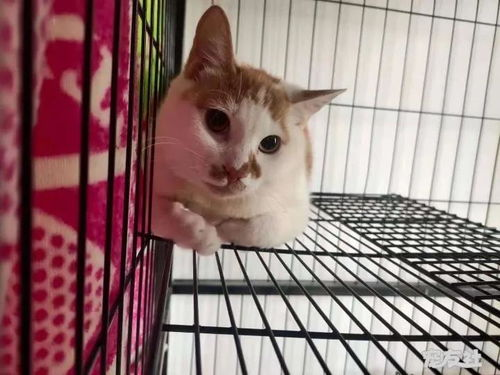一、选择适合的宠物狗猫