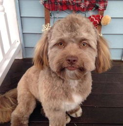 一、宠物犬网的全面功能介绍