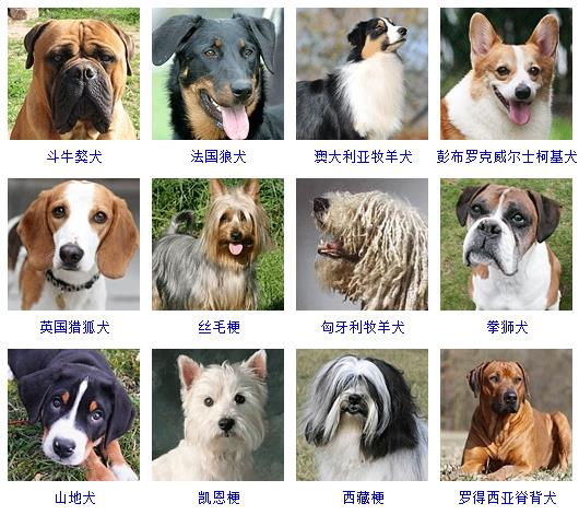 一、巨型宠物犬的品种选择