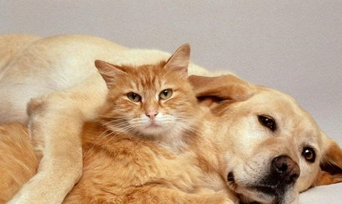 一、了解猫咪需求