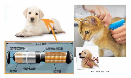 一、短鼻类宠物的生理特征
