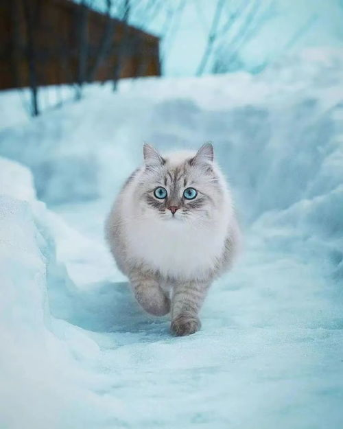 一、最大宠物猫品种介绍