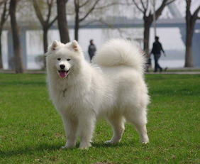 一、萨摩耶犬的基本特性与饲养环境
