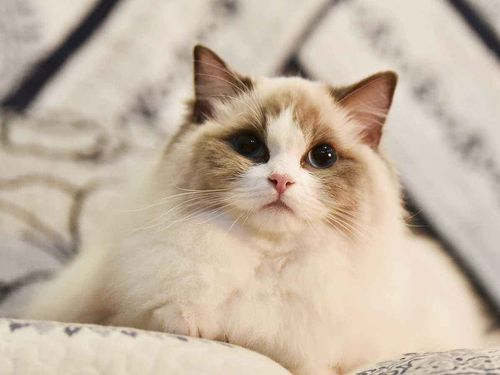 一、了解宠物猫货源的重要性