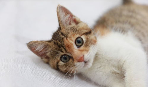 一、选择正规的宠物猫商家