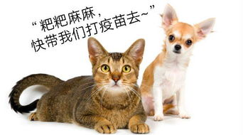 一、动物养宠物的现象