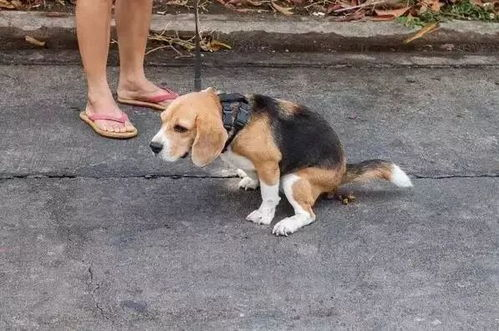 一、宠物行为学校简介