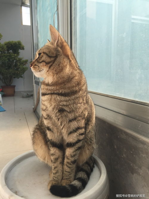 一、了解土猫宠物的需求