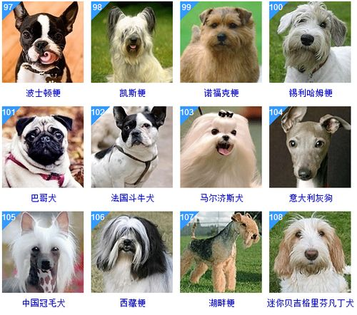 一、宠物智商排名的依据与方法