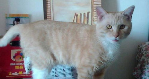 一、了解宠物猫咬人的原因