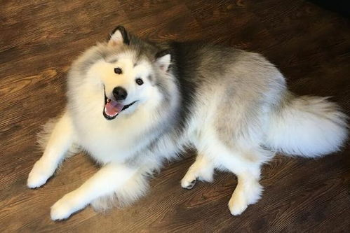 一、了解阿拉斯加犬的特质