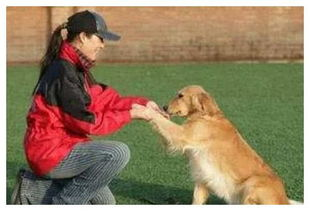 一、宠物犬训练的重要性