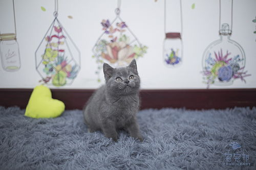 一、苏州宠物猫市场概况