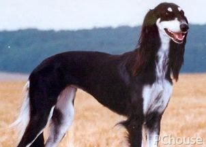 一、摩萨犬的饲养环境选择