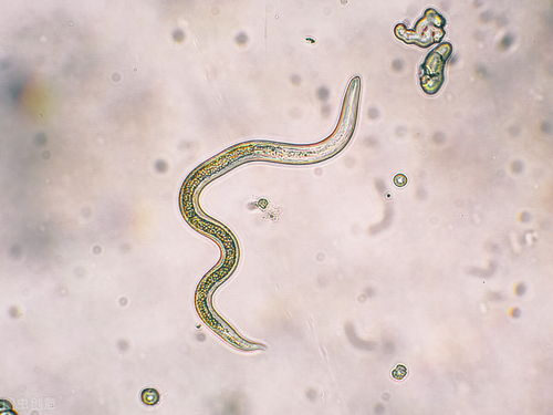 一、了解宠物狗常见寄生虫