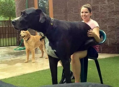 一、中形宠物犬的特点与优势
