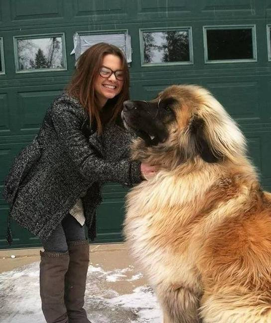 一、大型犬的体型特点