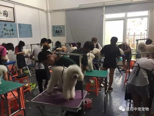 一、南京宠物美容培训机构的课程设置