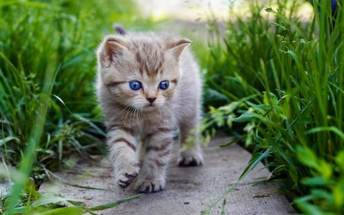 一、猫咪：安静独立的伴侣