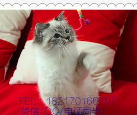 一、2017年宠物猫市场概述