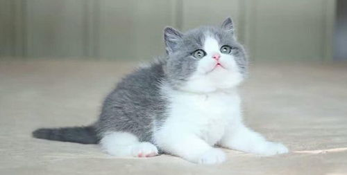 一、短毛猫品种