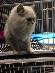 一、为何选择宠物店进行猫咪体检？